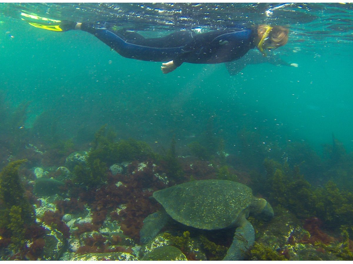Tauchen mit Schildkröten-Insel Isabela-Galapagos